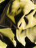 Matte Finish Milliskin Nylon Spandex Fabric (Olive Green) | (4 Way Stretch/Per Yard)
