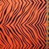 Exotic Zebra Print on Nylon Spandex Fabric (Neon Orange) | (4 Way Stretch/Per Yard)
