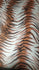 Exotic Tiger Print on Poly Spandex Fabric | (4 Way Stretch/Per Yard)