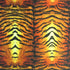 Classic Tiger Print on Poly Spandex Fabric | (4 Way Stretch/Per Yard)