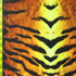 Classic Tiger Print on Poly Spandex Fabric | (4 Way Stretch/Per Yard)