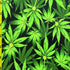 Fresh Cannabis Print on Poly Spandex Fabric | (4 Way Stretch/Per Yard)