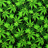 Fresh Cannabis Print on Poly Spandex Fabric | (4 Way Stretch/Per Yard)