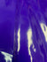 Shiny Finish on Poly Vinyl Fabric (Purple) | (4 Way Stretch/Per Yard)