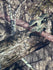 Mossy Oak Camouflage Printed on Poly Spandex Fabric | (4 Way Stretch/Per Yard)
