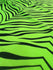 Exotic Zebra Print on Nylon Spandex Fabric (Neon Green) | (4 Way Stretch/Per Yard)
