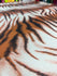 Exotic Tiger Print on Poly Spandex Fabric | (4 Way Stretch/Per Yard)