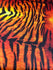 Classic Tiger Print on Poly Spandex Fabric | (4 Way Stretch/Per Yard)