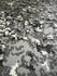 Camouflage Printed on Poly Spandex Fabric | (4 Way Stretch/Per Yard)