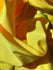 Shiny Finish Milliskin Nylon Spandex Fabric (Samba Yellow) | (4 Way Stretch/Per Yard)