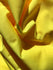Shiny Finish Milliskin Nylon Spandex Fabric (Samba Yellow) | (4 Way Stretch/Per Yard)
