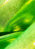 Neon Green Matrix Dot on Nylon Spandex Fabric | (4 Way Stretch/Per Yard)