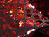 Red & Black Mermaid Fish Scale on Hologram Foil Spandex w/ Dots Fabric | (4 Way Stretch/Per Yard)