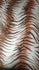 Exotic Tiger Print on Poly Spandex Fabric | (4 Way Stretch/Per Yard)