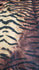 Exotic Tiger Print on Poly Spandex Fabric | (4 Way Stretch/Per Yard)