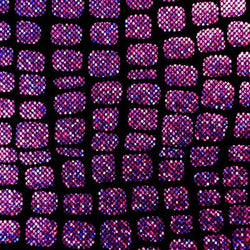 Purple Holographic Crocodile Print on Black Nylon Spandex Fabric | (4 Way Stretch/Per Yard)