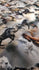 Horse Print on Poly Spandex Fabric | (4 Way Stretch/Per Yard)